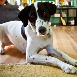 DogWatch of South Florida, Miami, Florida | Indoor Pet Boundaries Contact Us Image