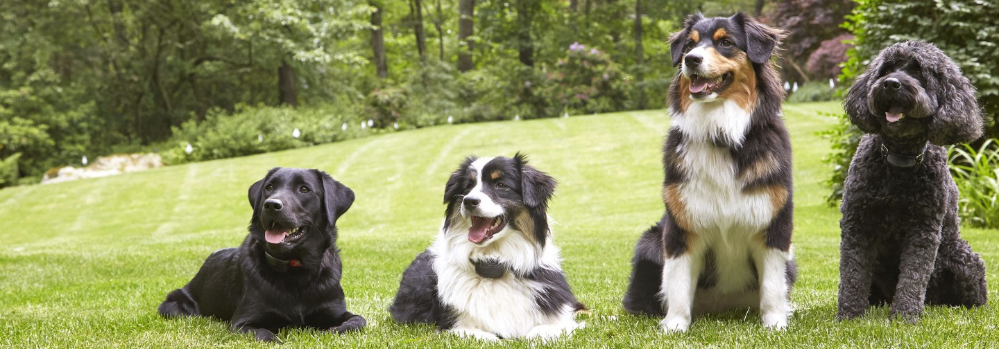 Support DogWatch of South Florida, Miami, Florida | Support Footer Image Image