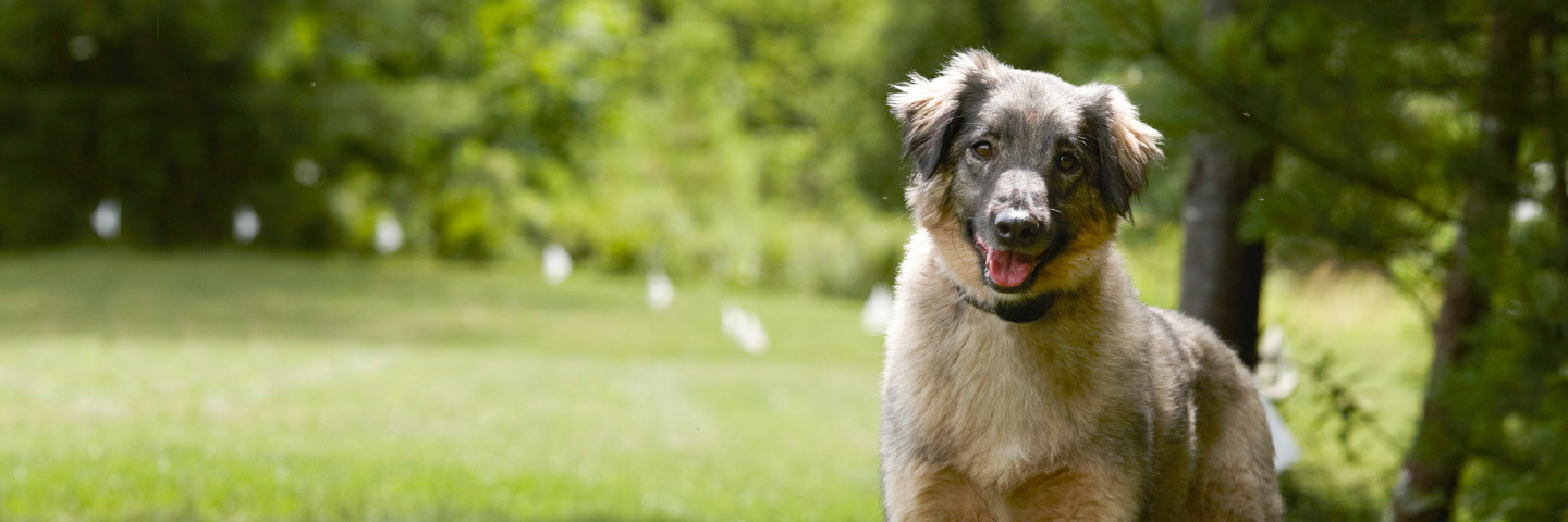 DogWatch of South Florida, Miami, Florida | 1200Fence Slider Image