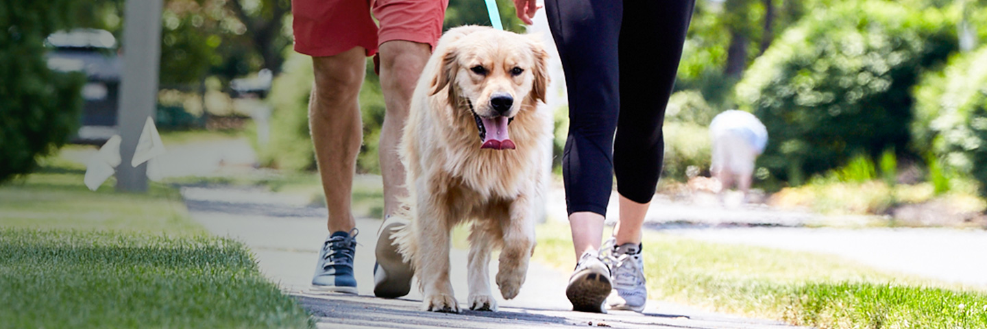 DogWatch of South Florida, Miami, Florida | SideWalker Leash Trainer Slider Image