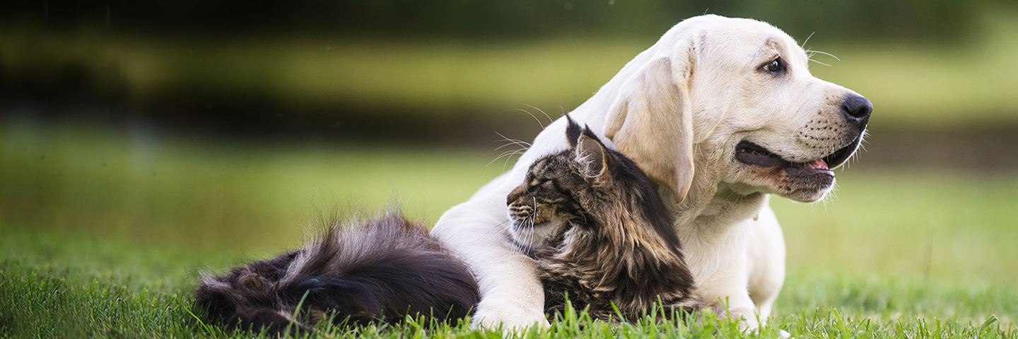 DogWatch of South Florida, Miami, Florida | Cat Fences Slider Image