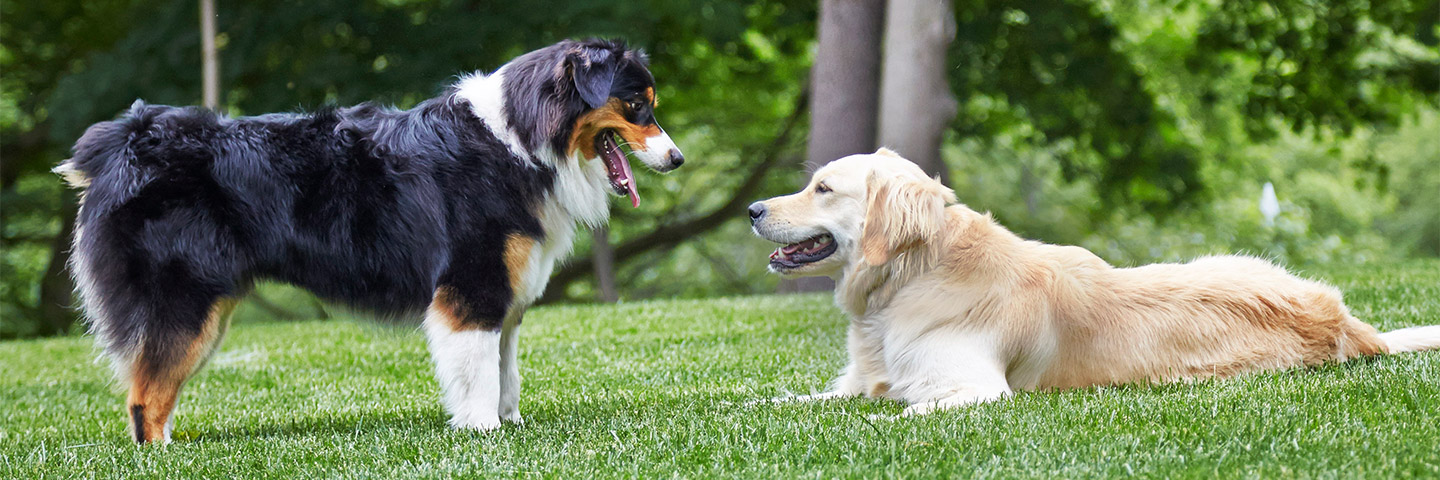 Outdoor Hidden Dog Fences DogWatch of South Florida